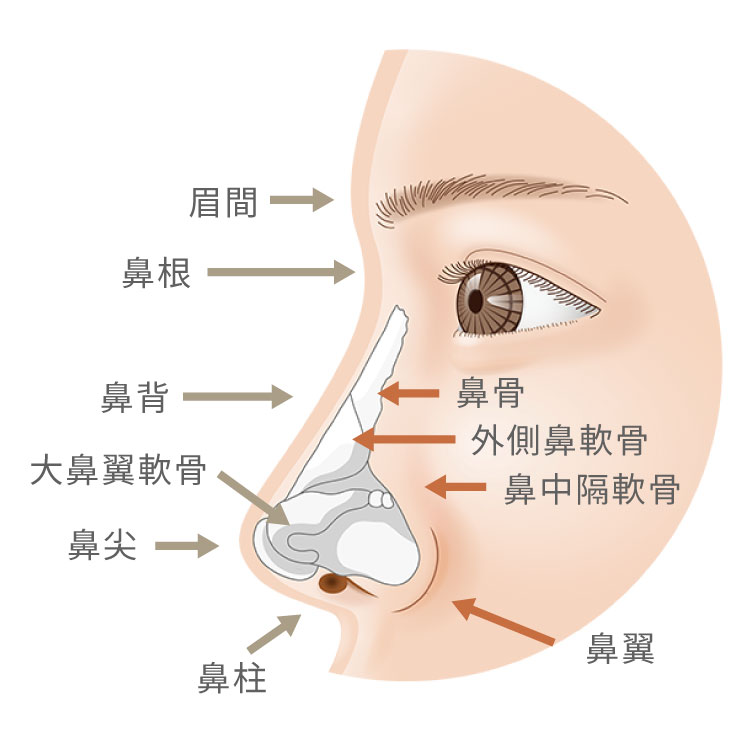 鼻の部位