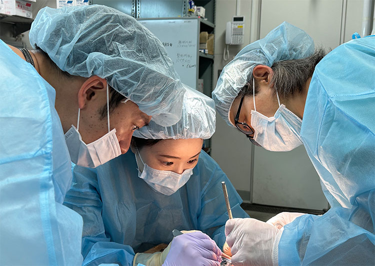 日韓の技術を併せもった手技